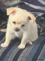 Chihuahua 2