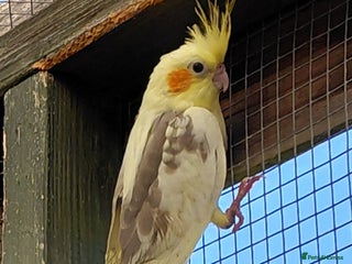 Cockatiels birds Young cockatiel for sale - Advert 12