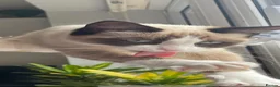 Snowshoe cats for sale: One year old female Siamese snowshoe  - Advert 3