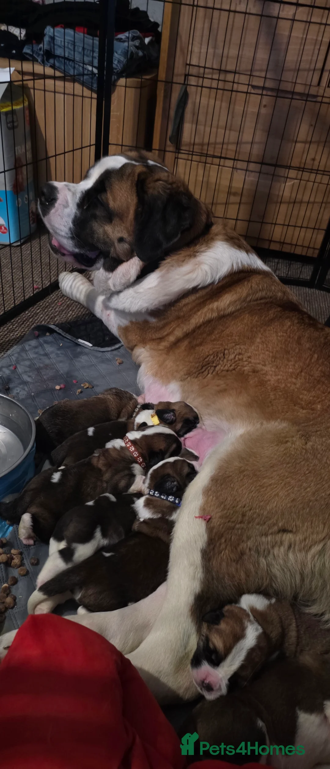 Saint Bernard dogs for sale: ^ Beautiful Saint Bernard Puppies - Advert 9