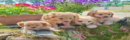 Cavapoochon dogs for sale: Gorgeous Cavapoochon Puppies  - Advert 8