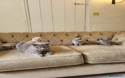 British Shorthair cats for sale: ⚡️🔥British 🔥shorthair kittens 😸  - Image 8