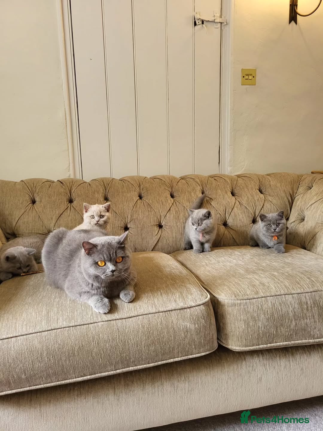 British Shorthair cats for sale: ⚡️🔥British 🔥shorthair kittens 😸  - Image 8