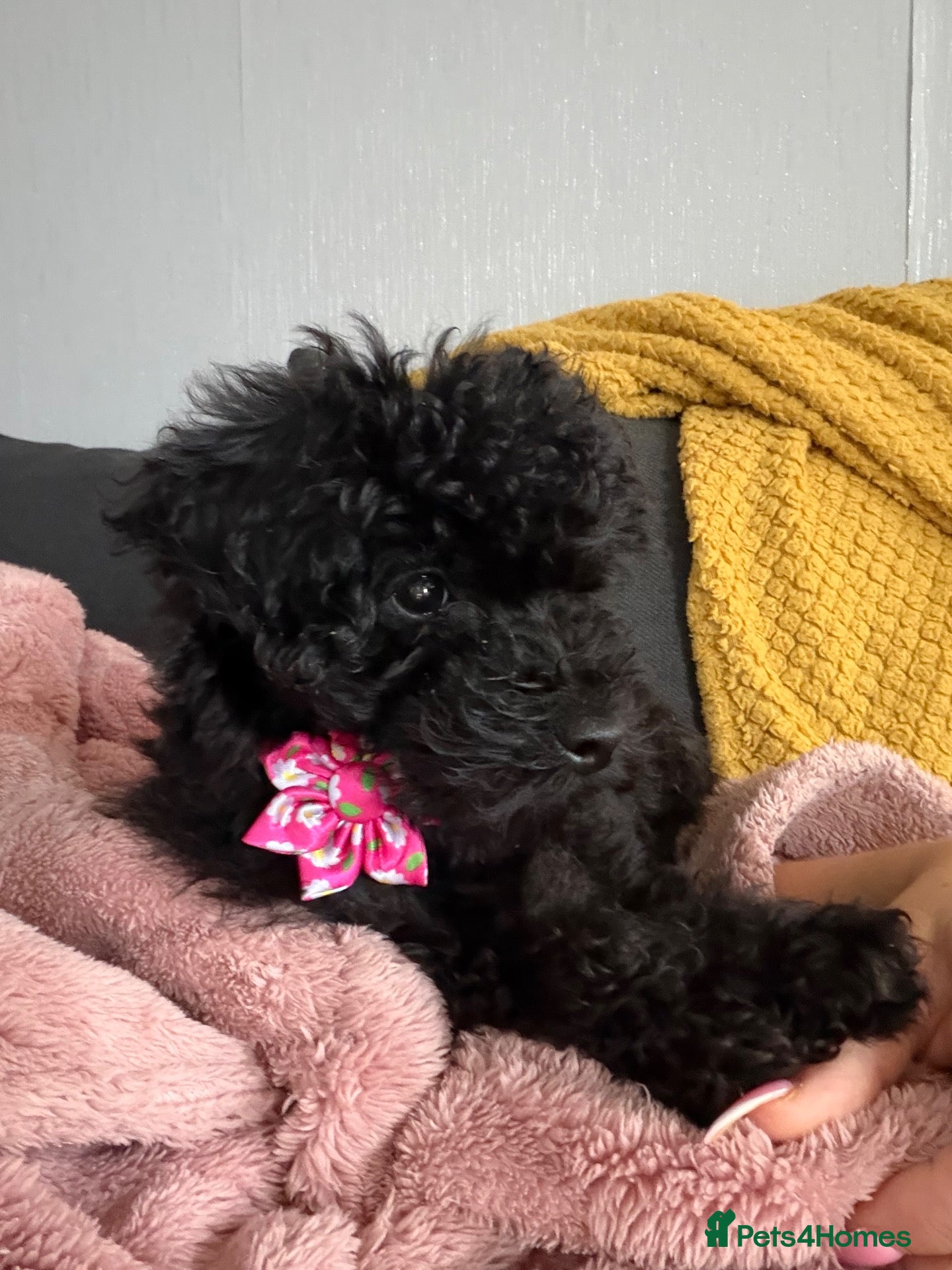 Miniature Poodle dogs Miniature Poodle for sale - Advert 2