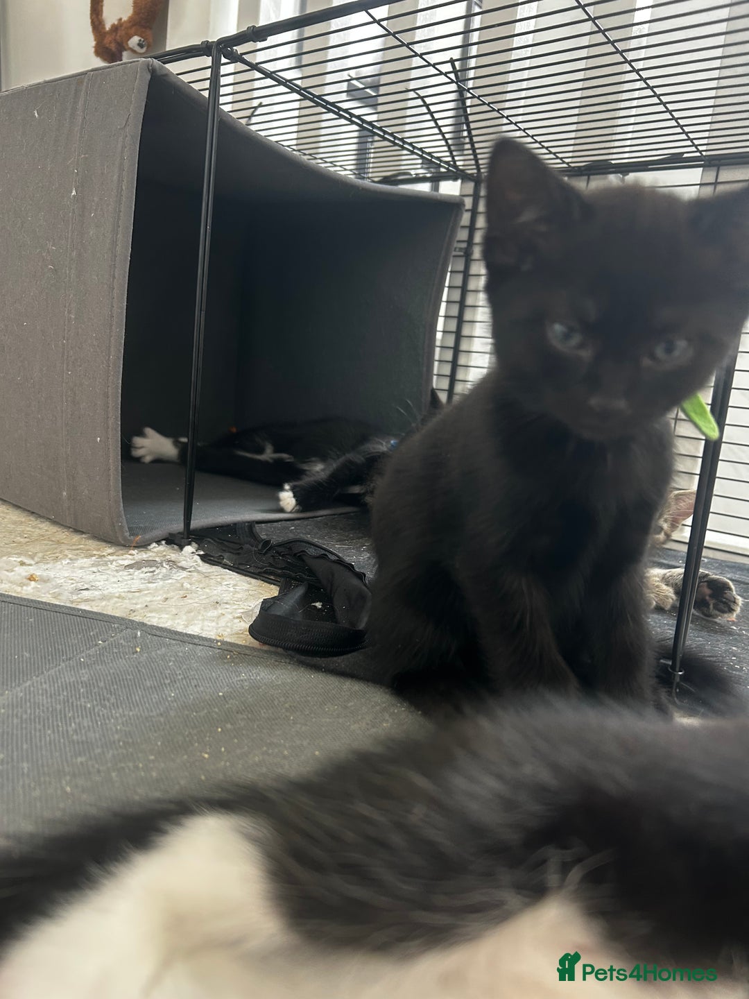 Mixed Breed cats for sale: 3 Male kittens  - Image 5