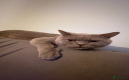 British Shorthair cats for sale: Lilac Male BSH - Image 3