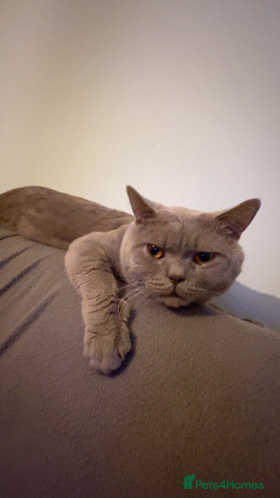 British Shorthair cats for sale: Lilac Male BSH - Image 3