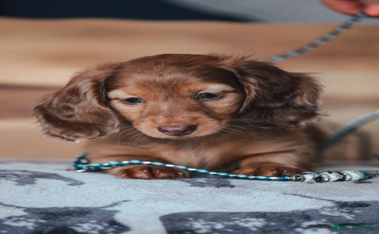 Miniature Dachshund dogs - Advert 2