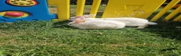 British Giant rabbits for sale: Spanish giant rabbits  - Advert 8