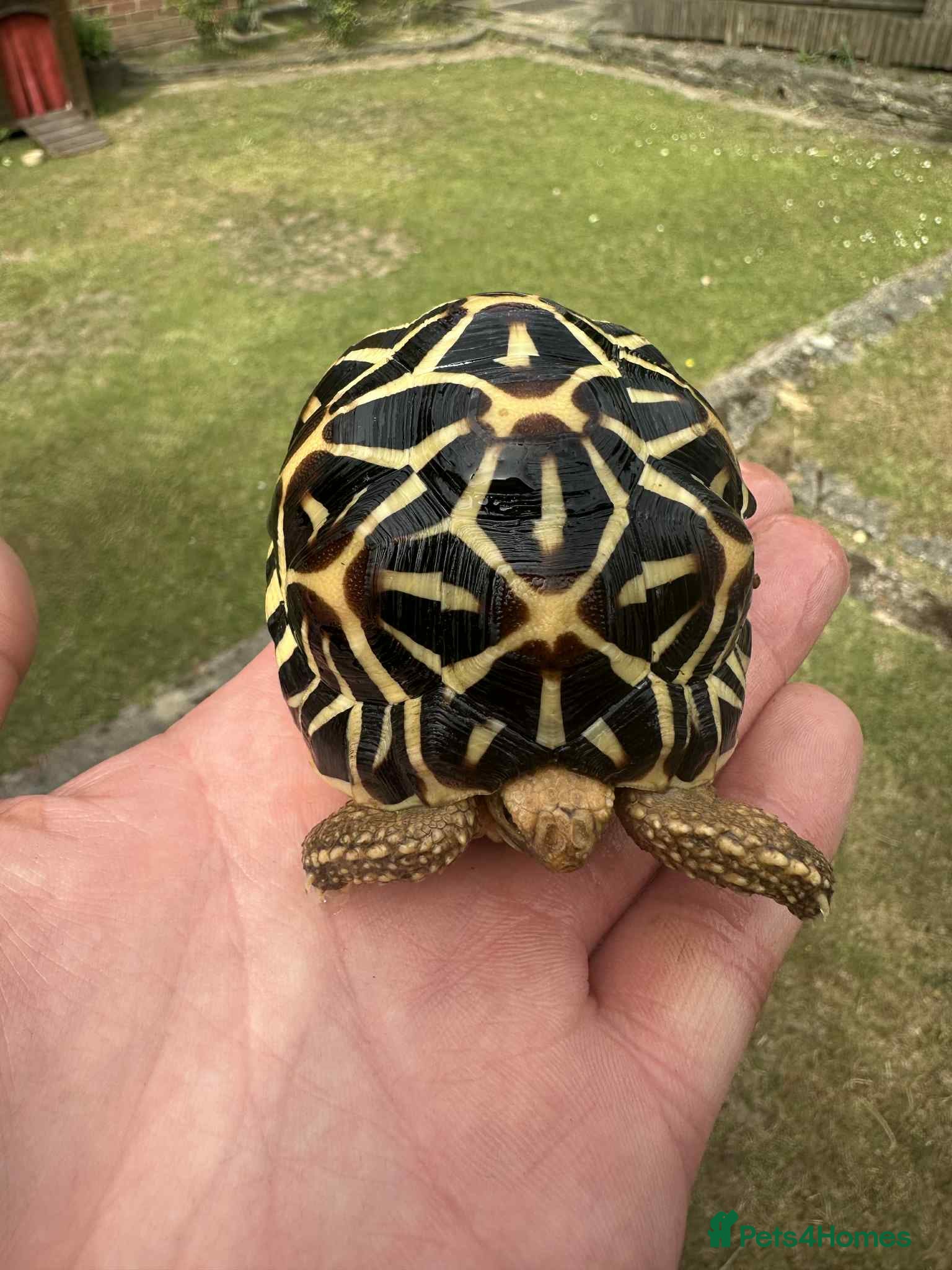 Tortoise reptiles INDIAN STAR TORTOISE - Advert 1
