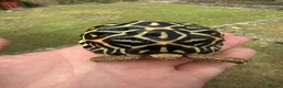 Tortoise reptiles for sale: INDIAN STAR TORTOISE - Advert 1