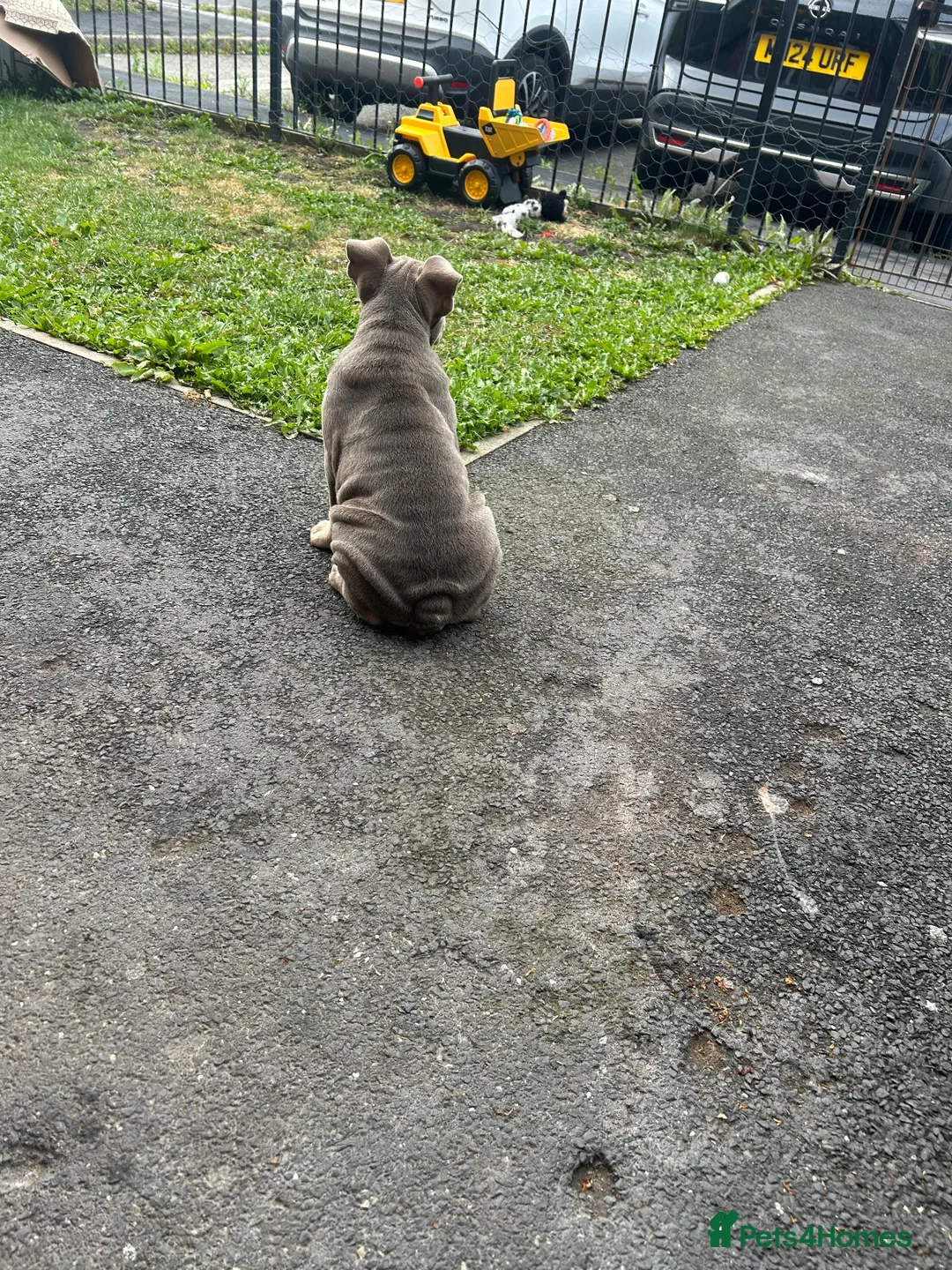 Olde English Bulldogge dogs for sale: Old English Bulldog - Advert 7