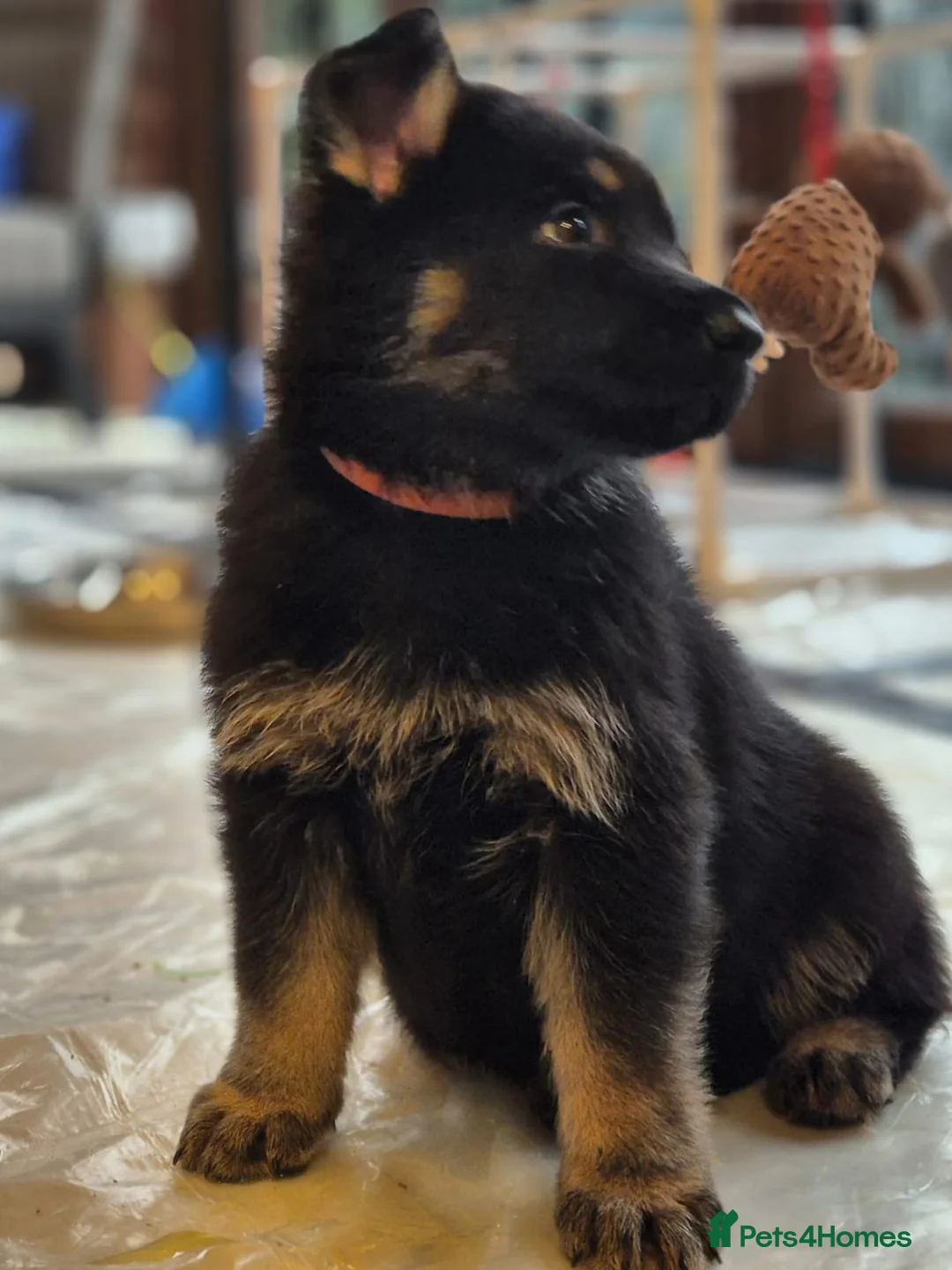German Shepherd dogs for sale: Outstanding German Shepherd Puppies - Advert 8