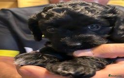 Cockapoo dogs for sale: F2 Cockapoo Puppies - Image 6