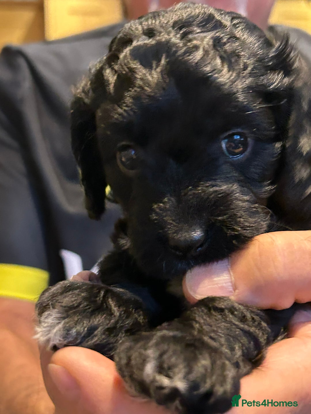 Cockapoo dogs for sale: F2 Cockapoo Puppies - Image 6