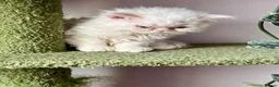 Selkirk Rex cats for sale: Gorgeous Selkirk rex kittens 😻 - Advert 6
