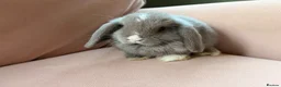 Mini Lop rabbits for sale: Pure mini lop bunnies reared indoors  - Advert 3