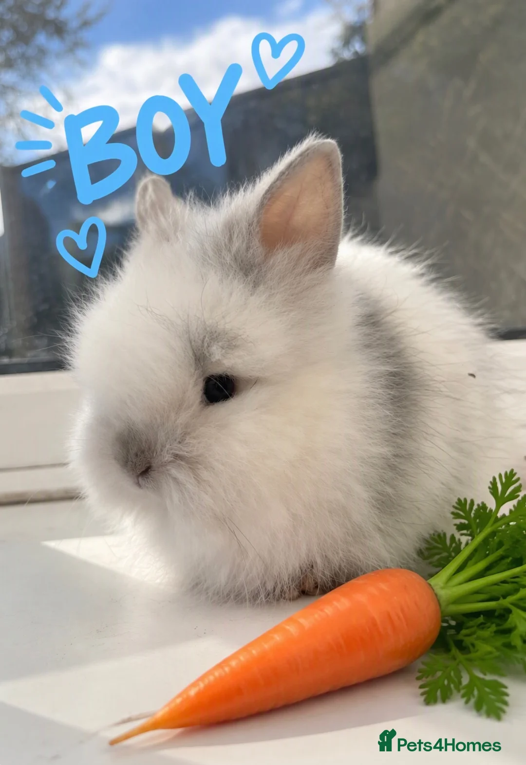 Lionhead rabbits for sale: Gorgeous Double maned lionheads  🐰 in Swadlincote - Advert 2