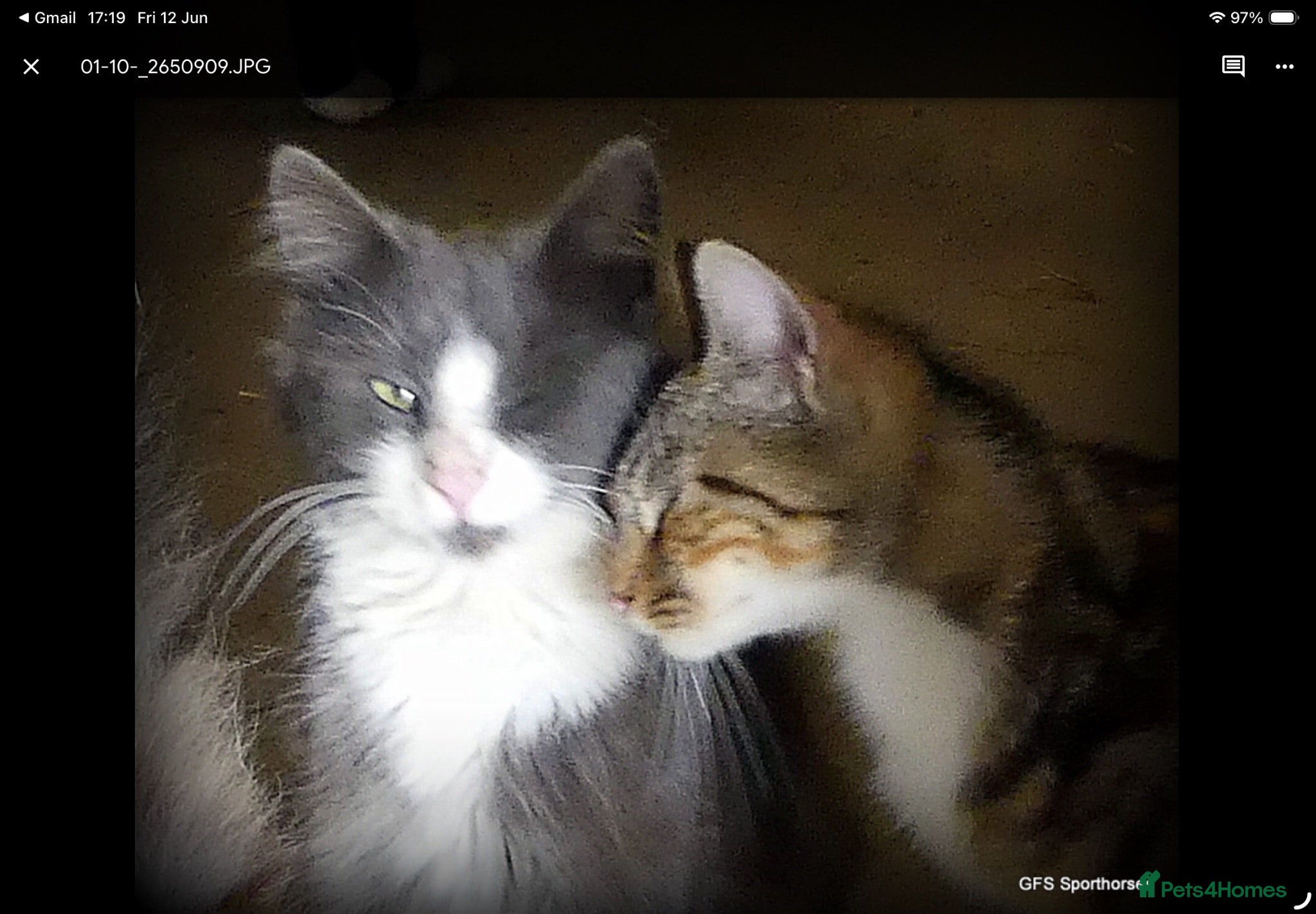 Mixed Breed cats Adorable Ragdoll x Maine Coon mix kittens  - Advert 1