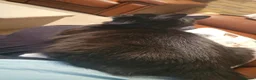 Mixed Breed cats for sale: Free To Good Home - Advert 4
