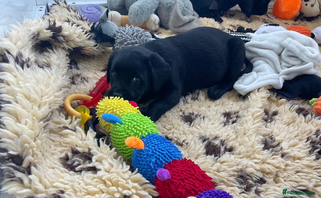 Labrador Retriever dogs for sale: KC Black Puppy ,Extensively health tested parents - Advert 8