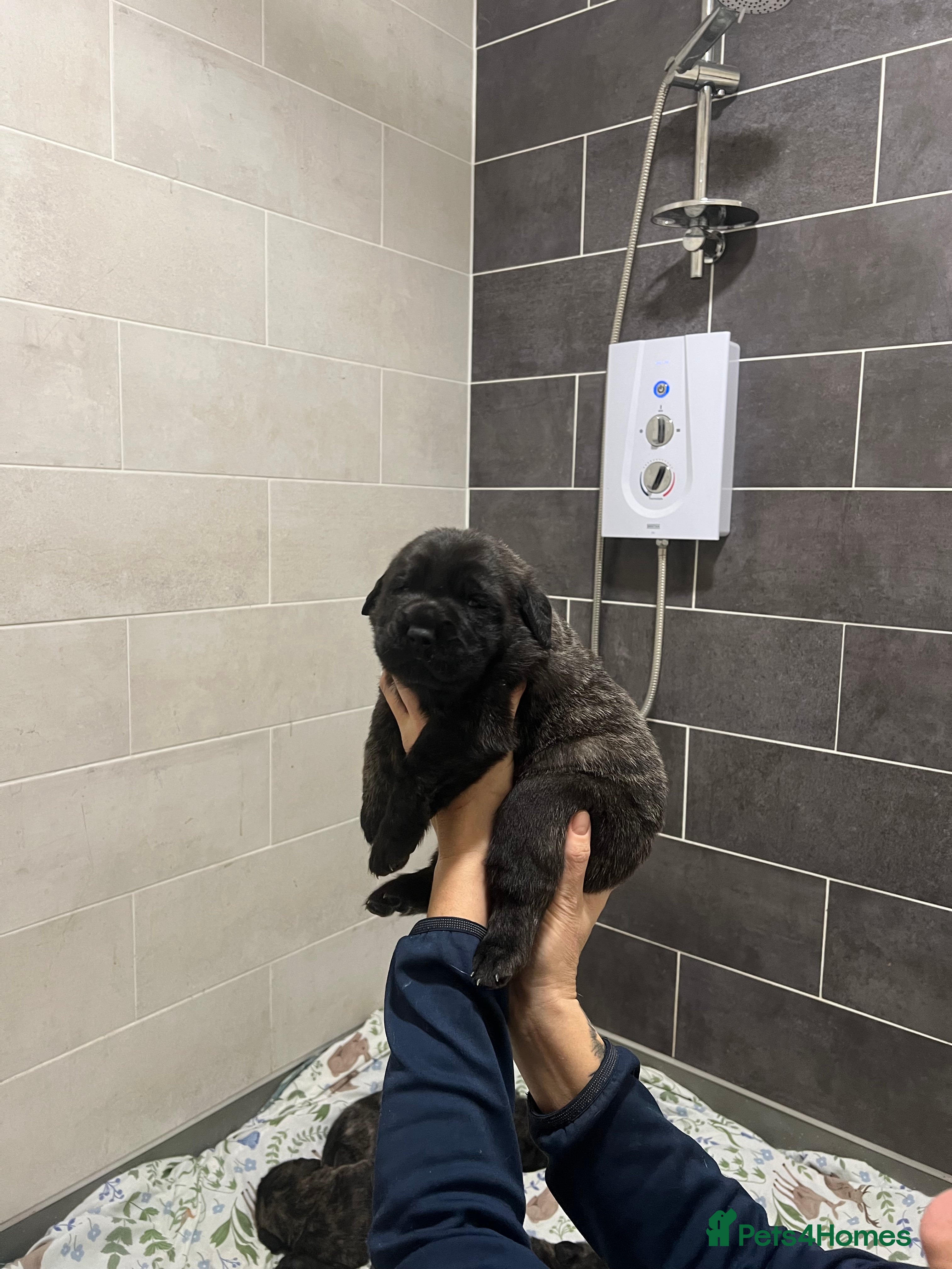 Mastiff dogs Outstanding English Mastiff - Advert 16