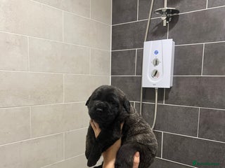 Mastiff dogs Outstanding English Mastiff - Advert 16