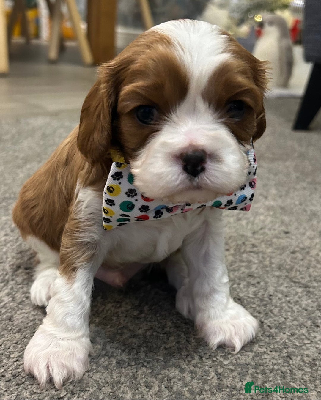 Cavalier King Charles Spaniel dogs for sale: KC registered Cavalier King Spaniel puppies - Advert 4