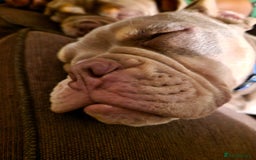 English Bulldog dogs for sale: 2 Male Bulldogs in Nottingham - Image 2