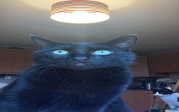 British Shorthair cats for sale: Loving Home Wanted for a Gentle, Shy Cat - Image 3