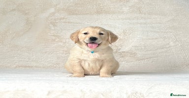 Golden Retriever dogs - Advert 10