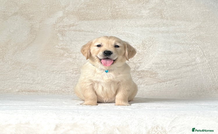 Golden Retriever dogs - Advert 2