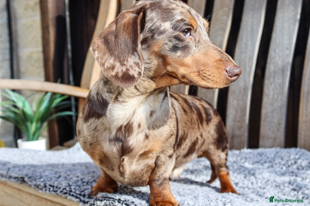 Dachshund dogs for sale: Chocolate try/dapple - Image 9