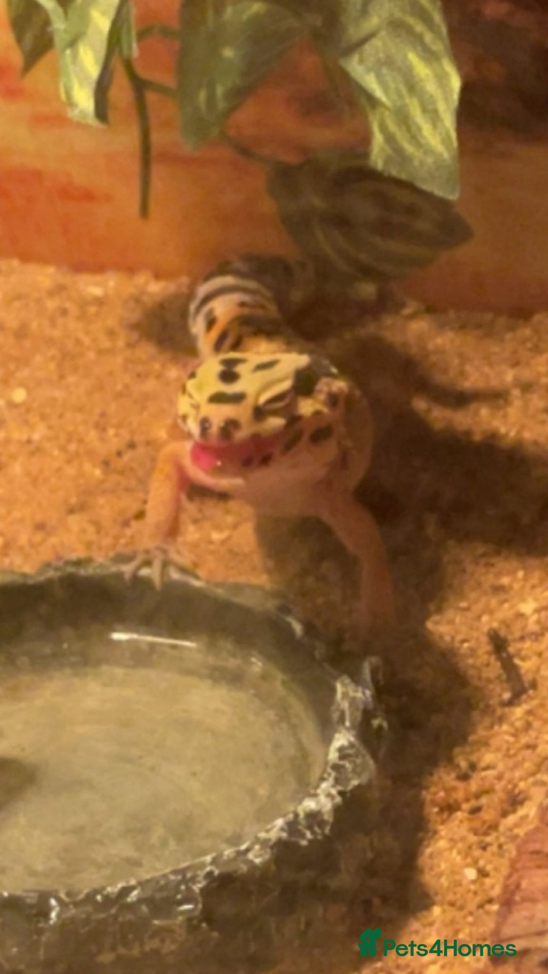 Gecko reptiles for sale: Lepoard geko - Image 2
