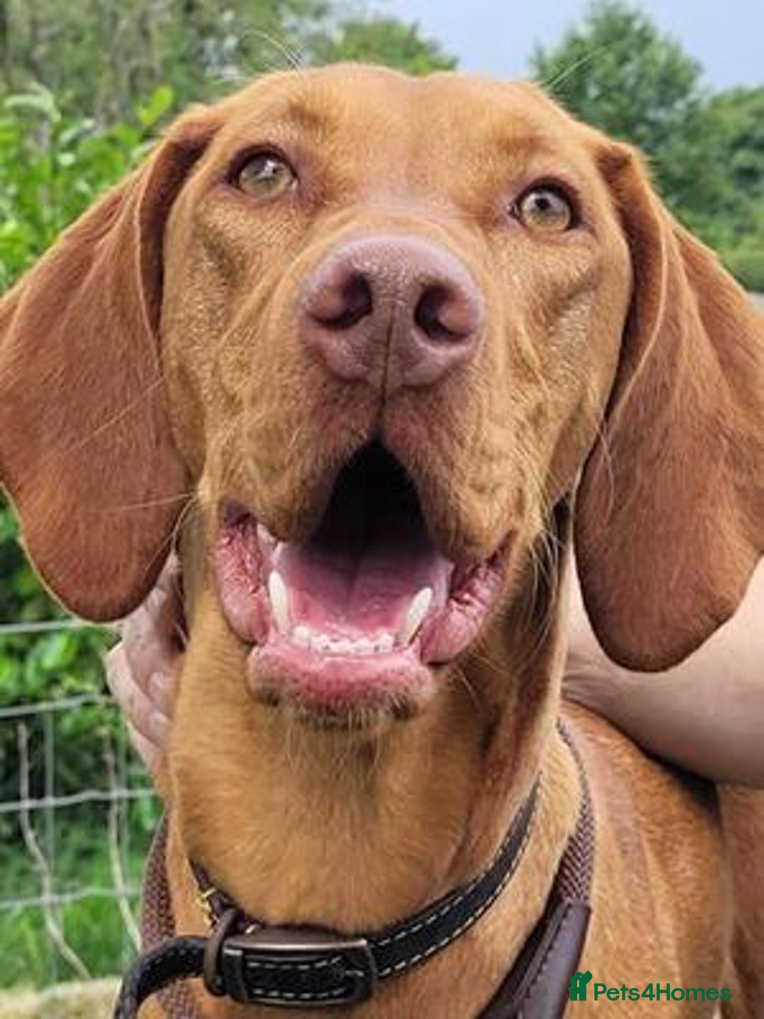 Hungarian Vizsla dogs for sale: Exceptional Hungarian Vizsla Puppies for Sale - Image 18