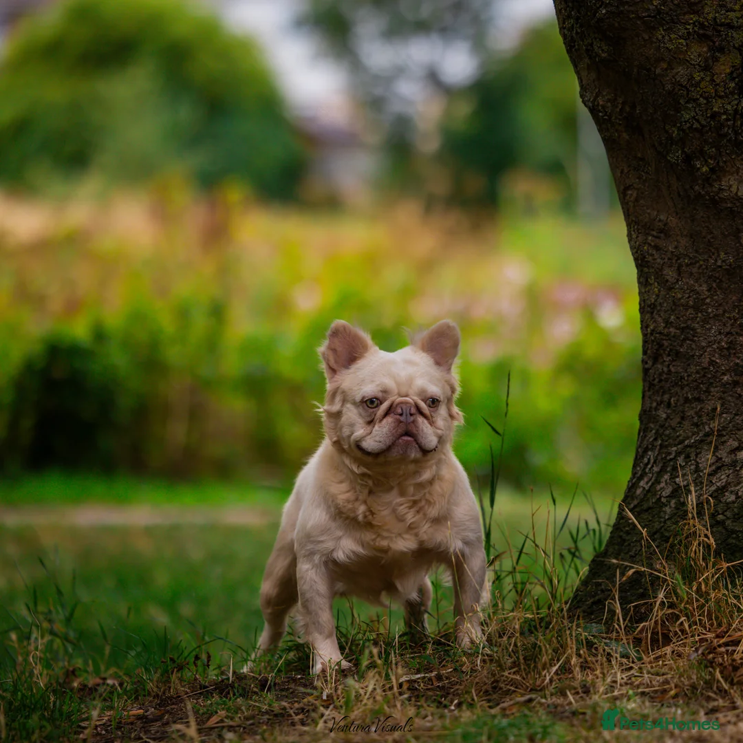 French Bulldog dogs for stud: TeeJay - Fluffy Platinum French Bulldog - Advert 4