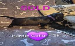 Dachshund dogs for sale: Standard Dachshund Puppies - Advert 18