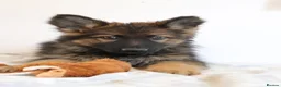 German Shepherd dogs for sale: German Shepherd - Advert 7