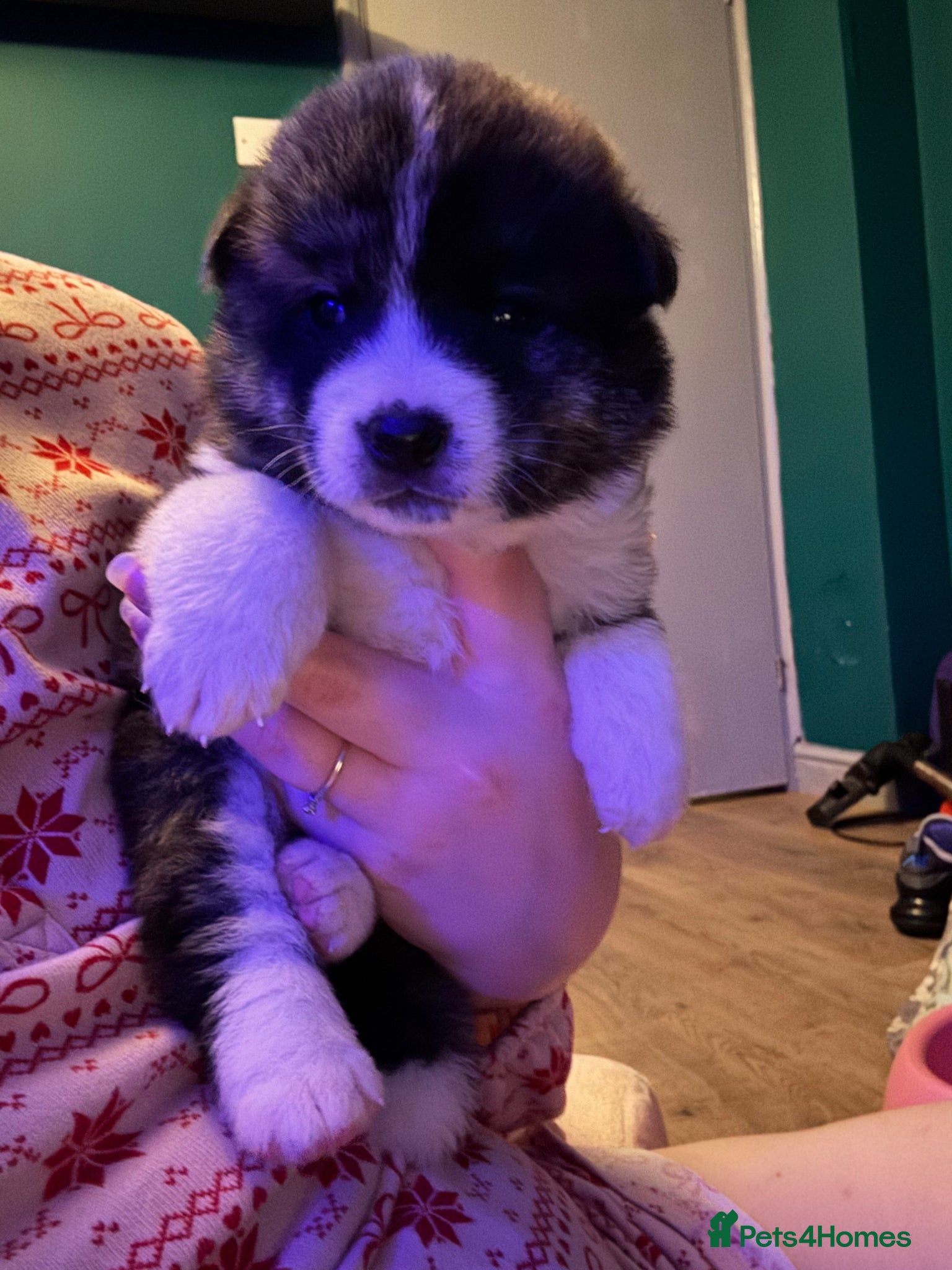 Japanese Akita Inu dogs 7 Japanese akitas  - Advert 1