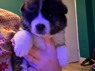 Japanese Akita Inu dogs 7 Japanese akitas - Advert 1