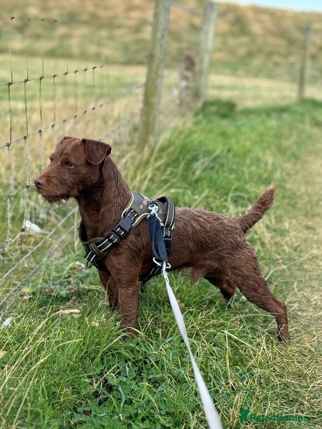 Patterdale Terrier dogs for sale: Patterdale Pups - Advert 5