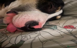 Mixed Breed dogs for sale: Beautiful boy Jax  - Image 1