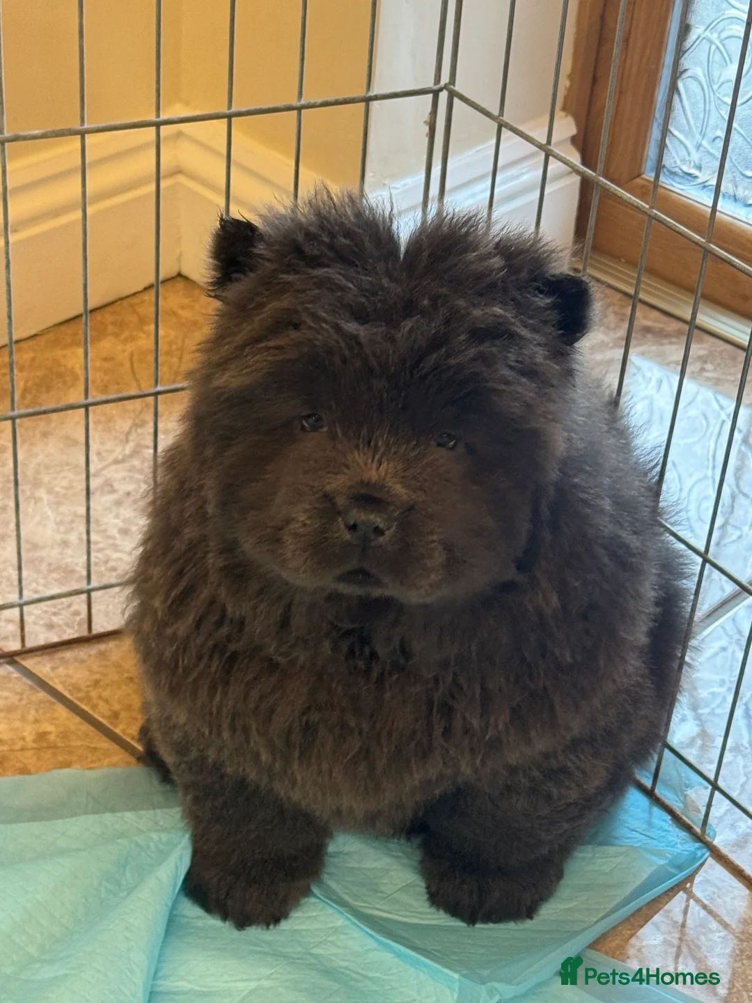 Chow Chow dogs for sale: 3 beautys left ⭐️  - Advert 2