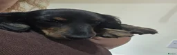 Miniature Dachshund dogs for sale: Beautiful kc registered miniature dachshund pups🐶 - Advert 10