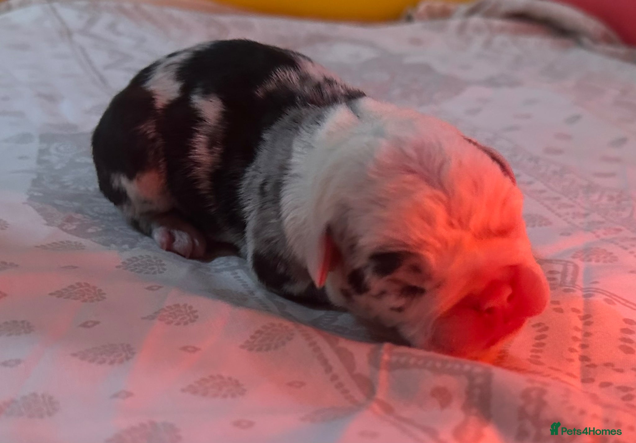 English Bulldog dogs for sale: 🐾 EXCEPTIONAL OLDE ENGLISH BULLDOG PUPPIES 🐾 - Advert 10