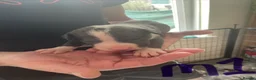 American Bull Staffy dogs for sale: Amstaff X pups  - Advert 5