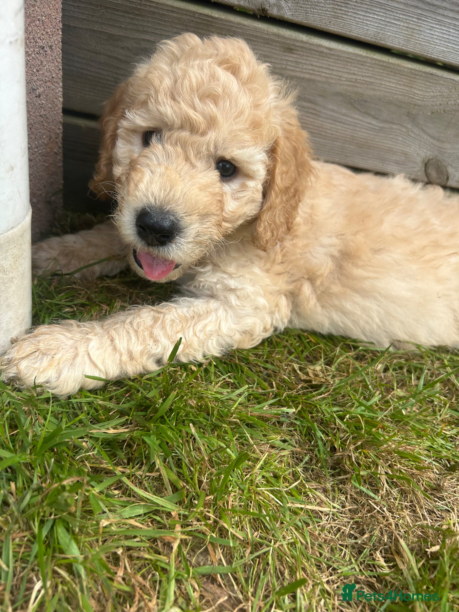 Labradoodle dogs Rare multi generational labradoodle Puppies - Advert 2
