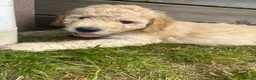 Labradoodle dogs for sale: Rare multi generational labradoodle Puppies - Advert 3