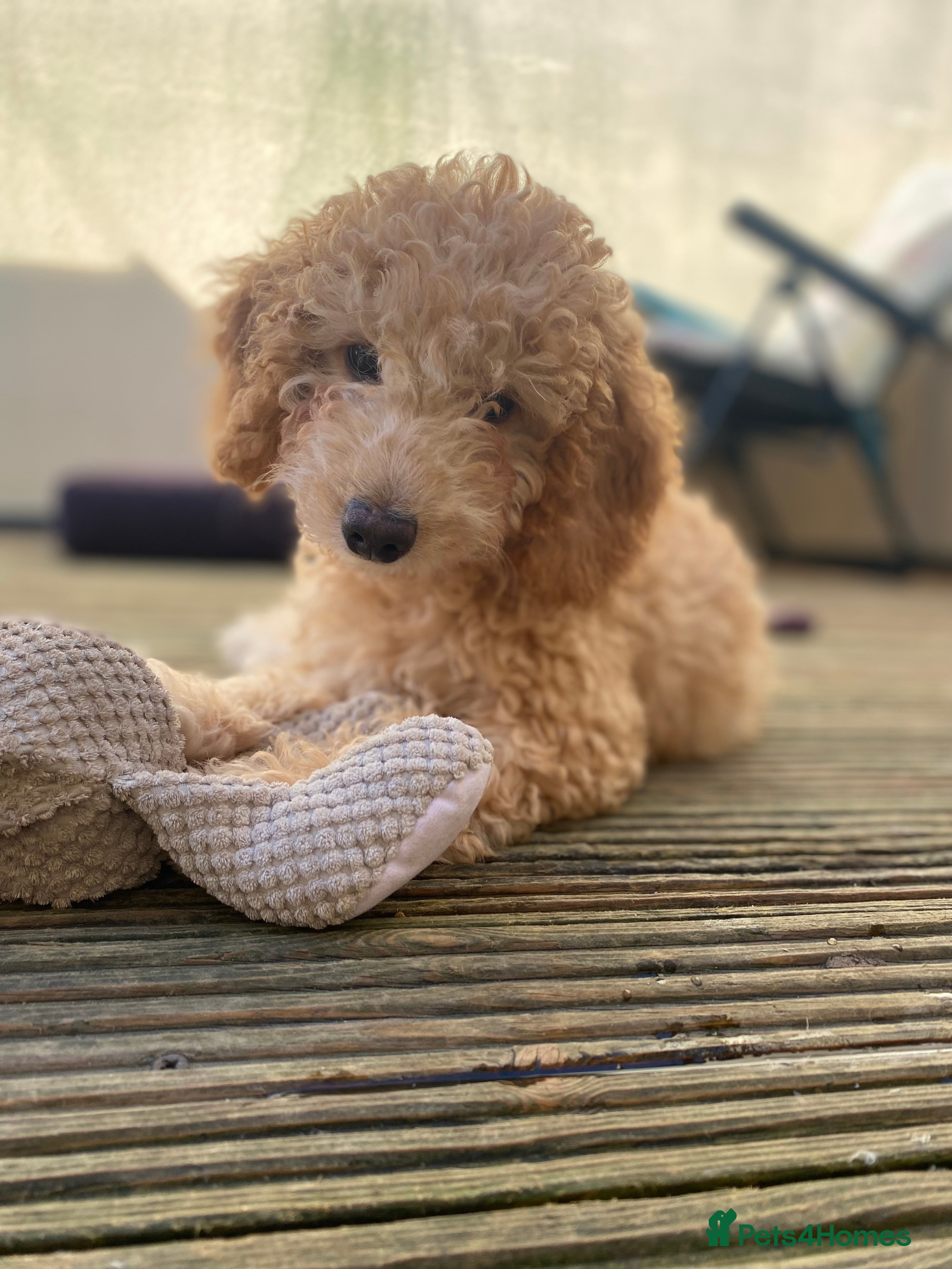 Cockapoo dogs  2 girls F1b READY TO GO NOW   - Advert 6