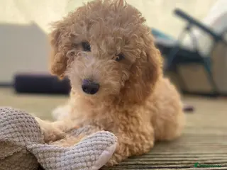 Cockapoo dogs 2 girls F1b READY TO GO NOW - Advert 6